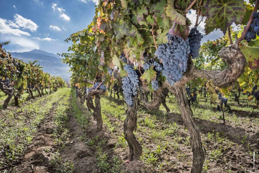 Etna & Wine Private Day Tour - Should you book the Etna and Wine Private Day Tour?