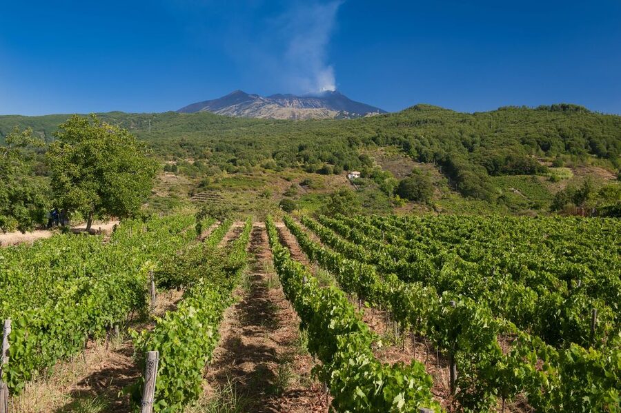 Etna & Wine Private Day Tour - From volcanic ground to Etna wine