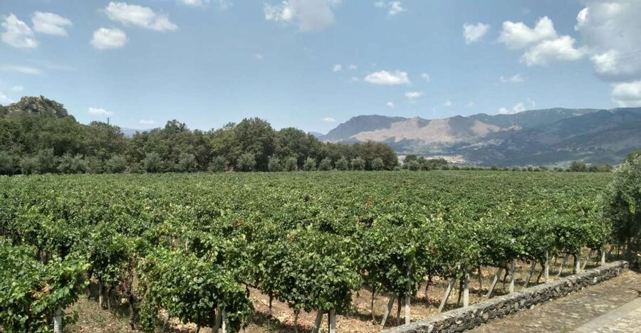 Etna: Wine Tasting and Food Tour - From Catania to Zafferana Etnea