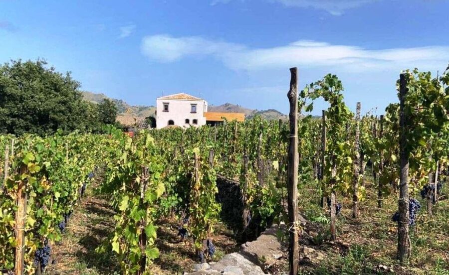 Etna: Wine Tasting and Food Tour - A Sicilian lunch with three Etna DOC wines