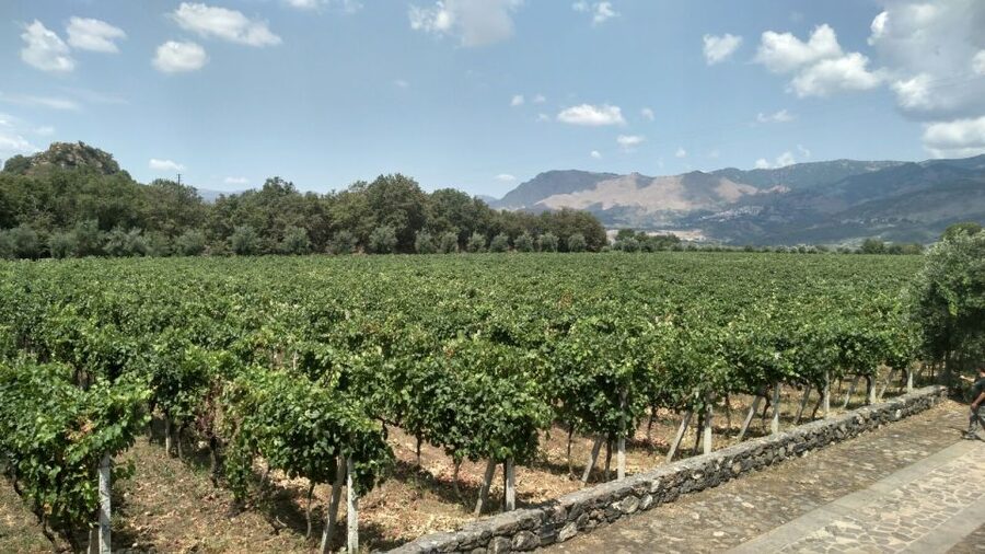 Etna: Wine Tasting and Food Tour - The first winery and the story inside each bottle