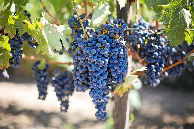 Etna Wine Tasting & Sicilian Lunch –Small Group Tour from Catania - Patria Winery: a first look at Etna DOC wine