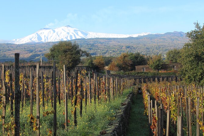 Etna Wine Tasting & Sicilian Lunch –Small Group Tour from Catania - Timing, clothing, and practical details