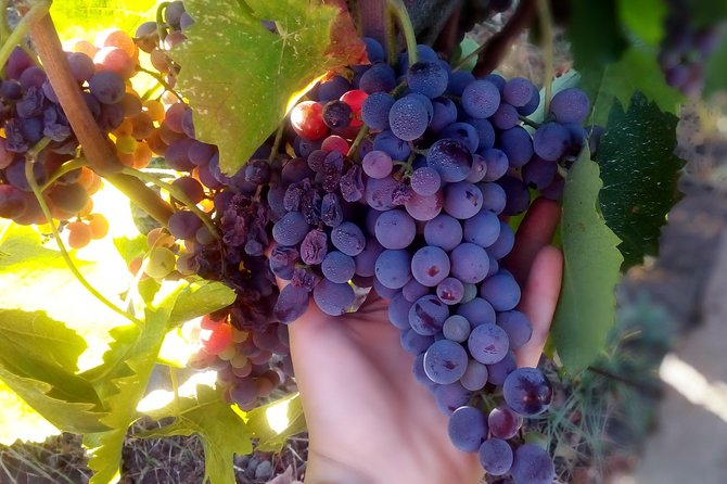 Etna Wineries Tour - Small Groups from Taormina - First winery: good introductions, but ask questions