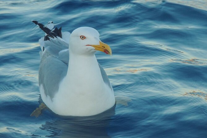 Fishing excursion in the Gulf of Noto for beginners - Weather, cancellations, and planning around Avola