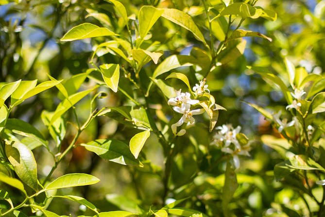 Food Experience at our Farm in Noto Hills - From Noto’s Belvedere to Three Farms Island
