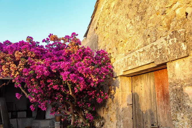 Food Experience at our Farm in Noto Hills - A Farm-to-Table Meal Beneath an Old Carob Tree