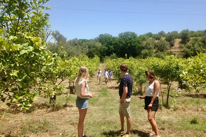 Food Experience at our Farm in Noto Hills - Timing, Weather, and Practical Details
