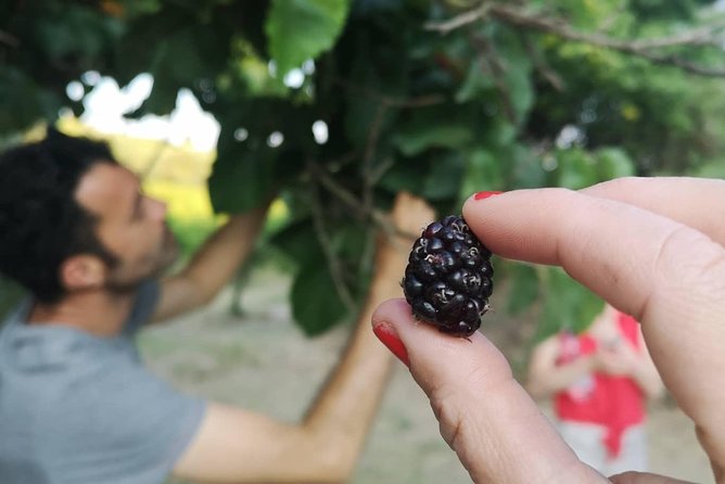 Food Experience at our Farm in Noto Hills - Who Will Enjoy This Farm Experience Most