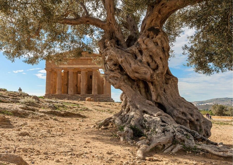 From Agrigento to Siracusa: Valley of Temples & Roman Villa - Siracusa arrival and the rhythm of the day