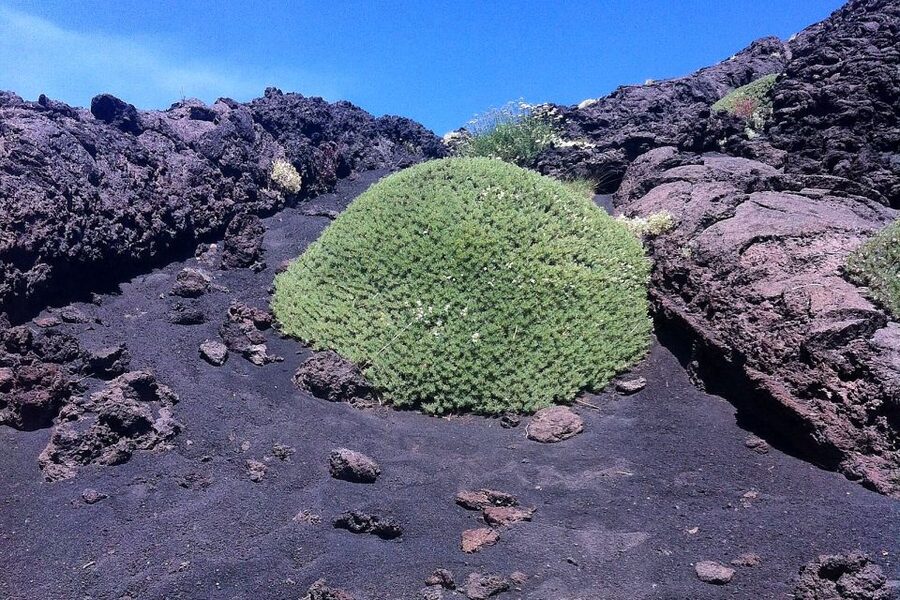 From Catania: Mount Etna Half-Day Tour and Wine Experience - Key points to know