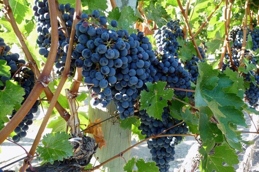 From Catania: Mount Etna Half-Day Tour and Wine Experience - Why this Etna day works so well from Catania
