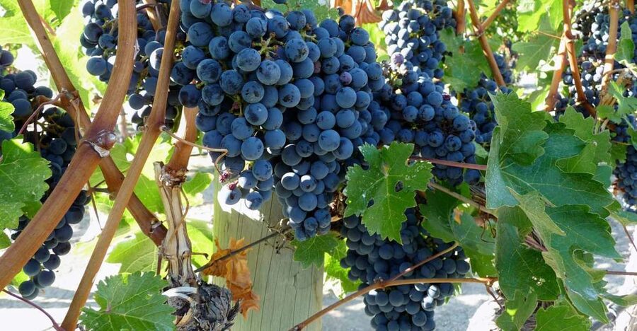 From Catania: Mount Etna Half-Day Tour and Wine Experience - Walking among Etna’s side craters