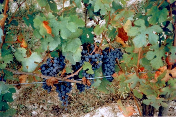 From Syracuse: Private Tour of Three Etna Wineries with food - How much food and wine should you expect?