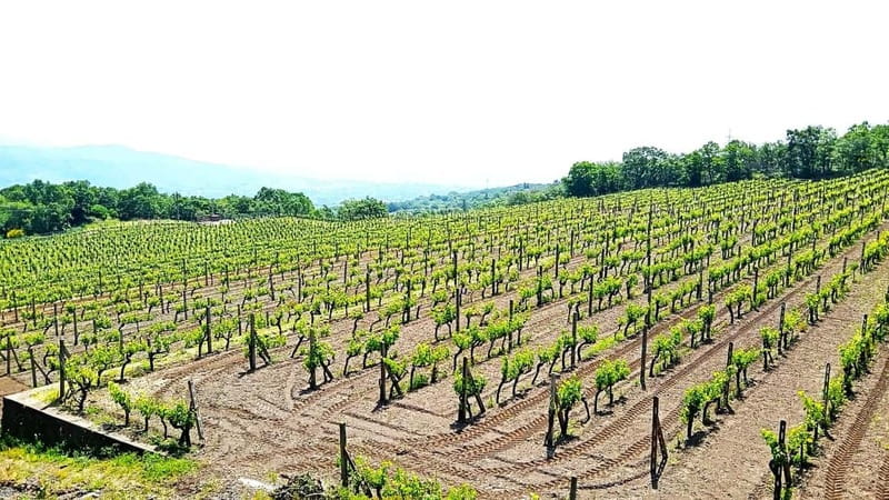 From Taormina: Etna Walking Tour and Wine Tasting in Winery - Walking across lava flows and lateral craters