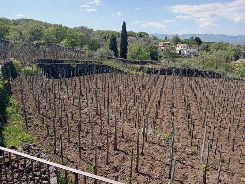 From Taormina: Etna Walking Tour and Wine Tasting in Winery - The value of $180.12 per person
