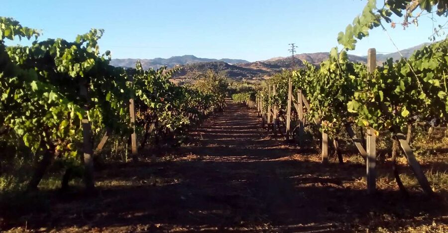From Taormina: Etna Wineries Small Group Tour - Castiglione di Sicilia, a short village walk with real character