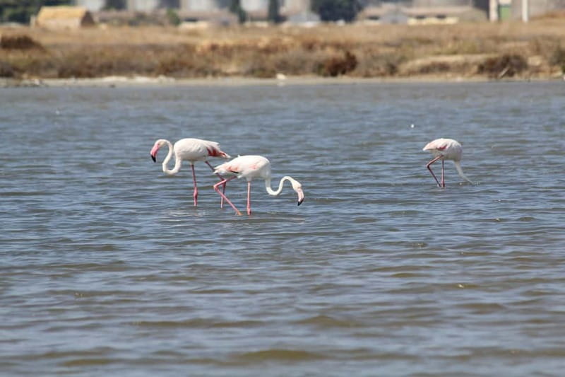 From Trapani: Salt Road Tour With Winery Visit and Boat Trip - How the five-hour schedule feels