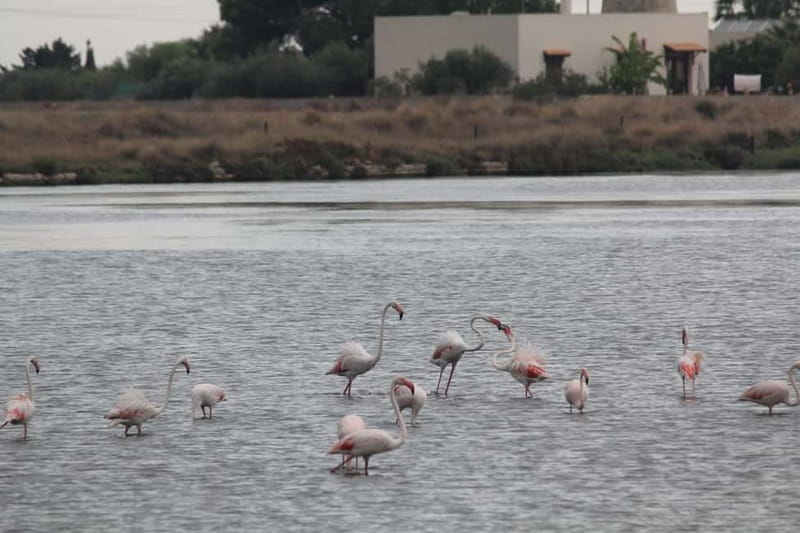 From Trapani: Salt Road Tour With Winery Visit and Boat Trip - The guide can make or break this outing