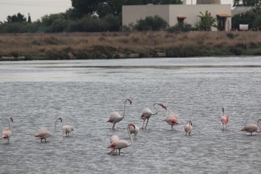 From Trapani: Salt Road Tour With Winery Visit and Boat Trip - Is $169.93 a fair price?