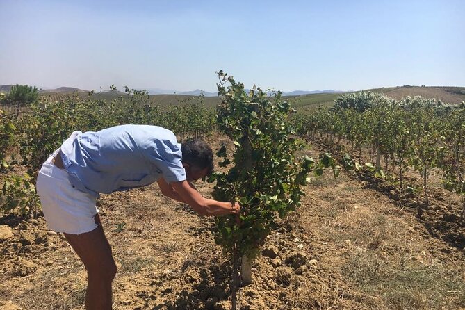Full-Day Wine Tour in Western Sicily - The drive through Alcamo and western Sicily