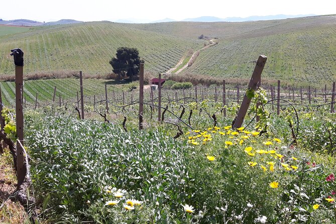 Full-Day Wine Tour in Western Sicily - Lunch turns the tasting into a full Sicilian meal