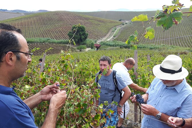 Full-Day Wine Tour in Western Sicily - Gianni, Vincenzo, and the human side of the tour