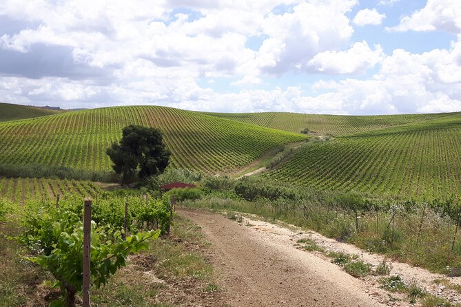 Full-Day Wine Tour in Western Sicily - What the private format adds