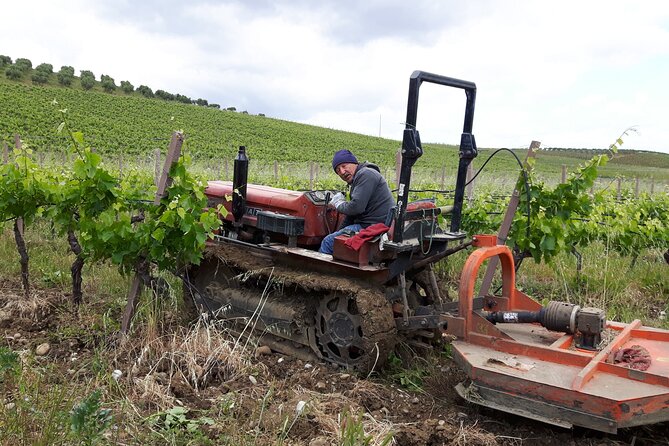 Full-Day Wine Tour in Western Sicily - The limits you should understand before booking