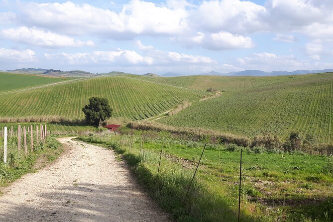 Full-Day Wine Tour in Western Sicily - At the winery, expect wine made on the property