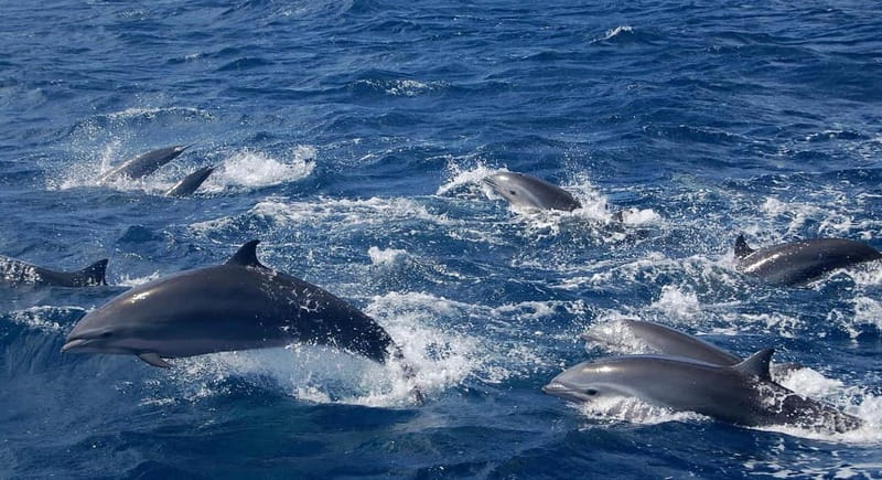 Giardini Naxos: Dolphin Catamaran Sunset Tour with Aperetif - What the $56 price includes