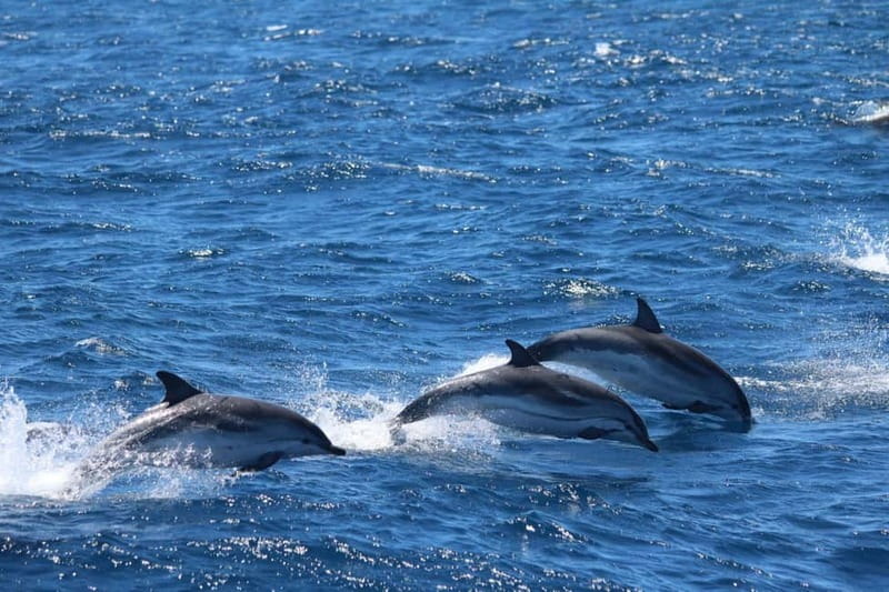 Giardini Naxos: Dolphin Catamaran Sunset Tour with Aperetif - Who will enjoy this cruise most