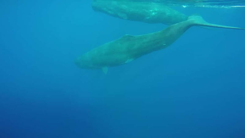 Giardini Naxos: Dolphin Catamaran Sunset Tour with Aperetif - Practical advice for making the most of it