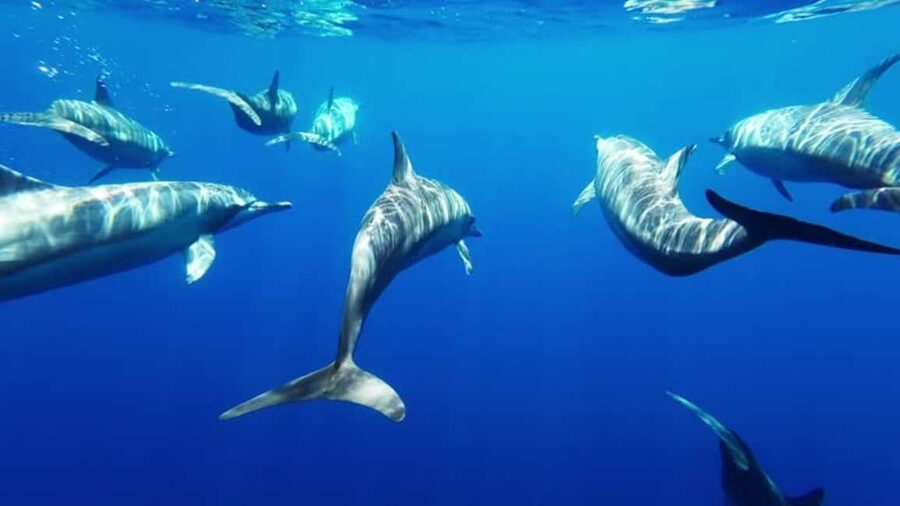 Giardini Naxos: Semi-Submarine Tour to Isola Bella - Key points to know before you book