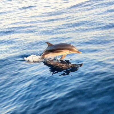 Sunset Dolphin Watching Cruise with Aperitif