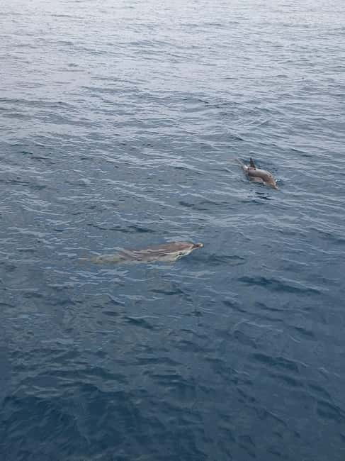 Giardini Naxos Taormina: Dolphin Watching Sunset Tour - From Giardini Naxos to the open Ionian Sea