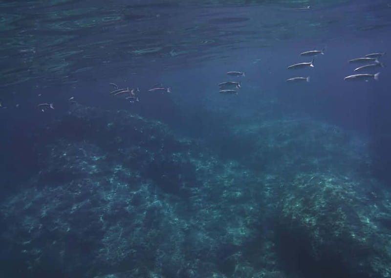Giardini Naxos Taormina: Dolphin Watching Sunset Tour - Sunset behind Taormina and Mount Etna