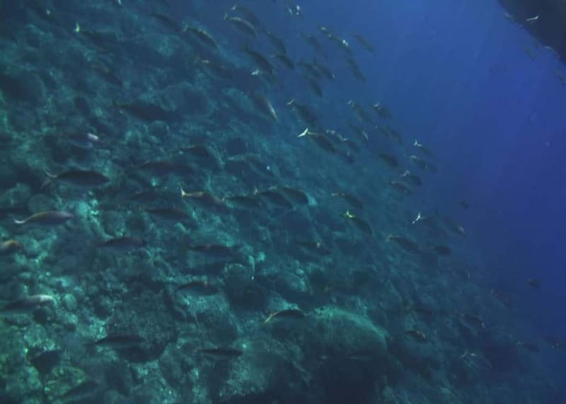 Giardini Naxos Taormina: Dolphin Watching Sunset Tour - Is the $56.94 price worth it?