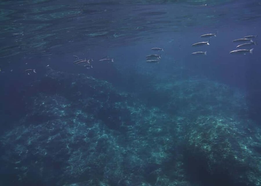 Giardini Naxos: Taormina & Isola Cruise Bella with Aperitif - Timing, weather, and what to pack