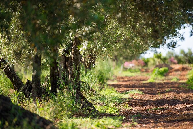 Gourmet Pizza Workshop and Wine Tasting - A wood-fired pizza dinner with two local wines