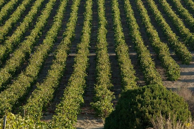 Historic winery visit with food and wine tasting in Marsala - Twelve Wines Is a Serious Flight for a Short Visit