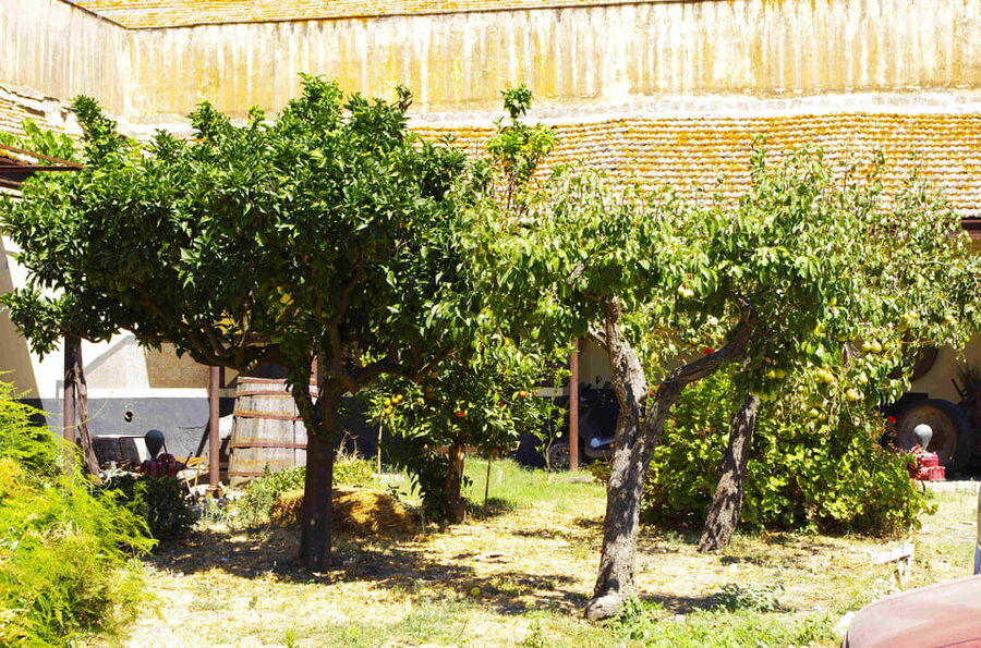 Historical Baglio Florio Adamo tour with wine tasting - Should you book Baglio Florio?