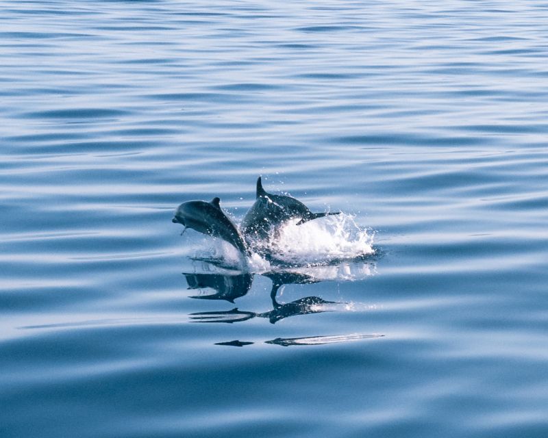 Lampedusa: Sunset Dolphin Sighting on a Pirate Ship - FAQ