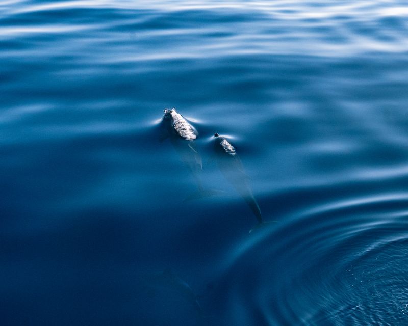 Lampedusa: Sunset Dolphin Sighting on a Pirate Ship - What $65 Covers, and Where the Value Lies