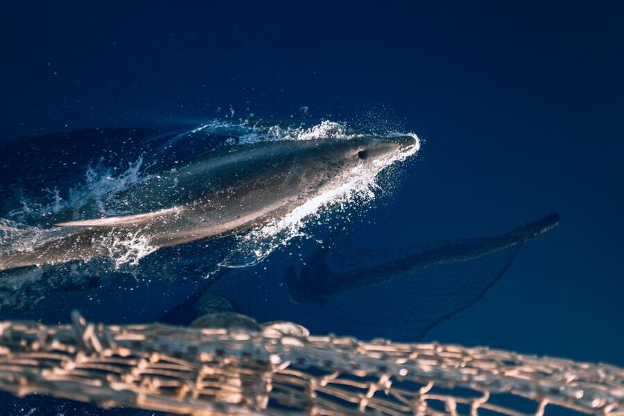 Lampedusa: Sunset Dolphin Sighting on a Pirate Ship - Should You Book the Galleon Adriana?