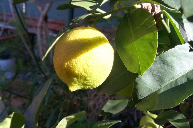 Market Tour, Traditional Cooking and Limoncello class - Starting at Palermo’s Capo market