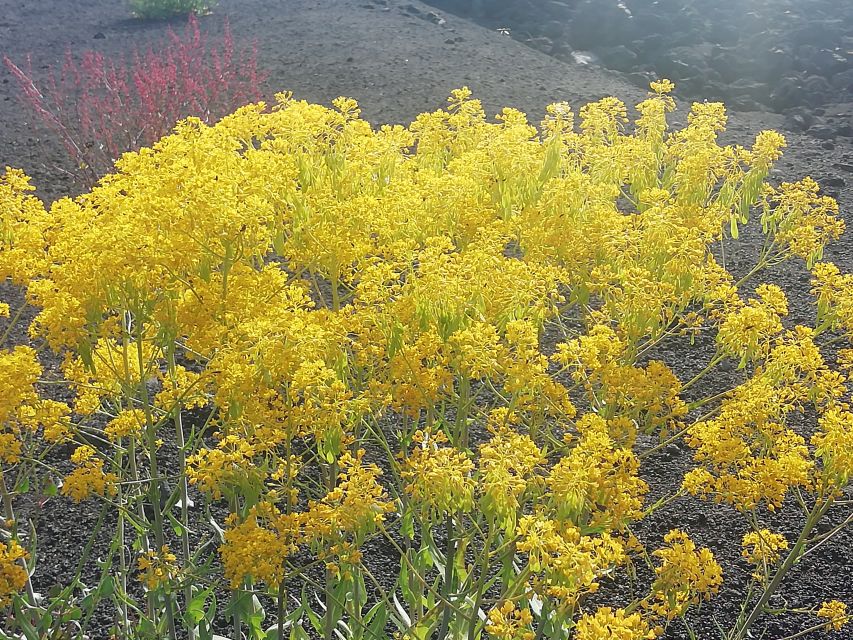 Mount Etna and Alcantara Gorges Day Trip - Lunch without a fixed restaurant stop