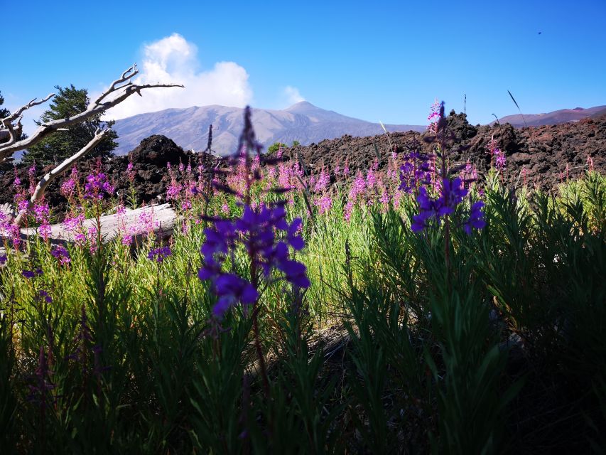 Mount Etna: Trek to the Craters of The 2002 Eruption - How much value do you get for $39.86?