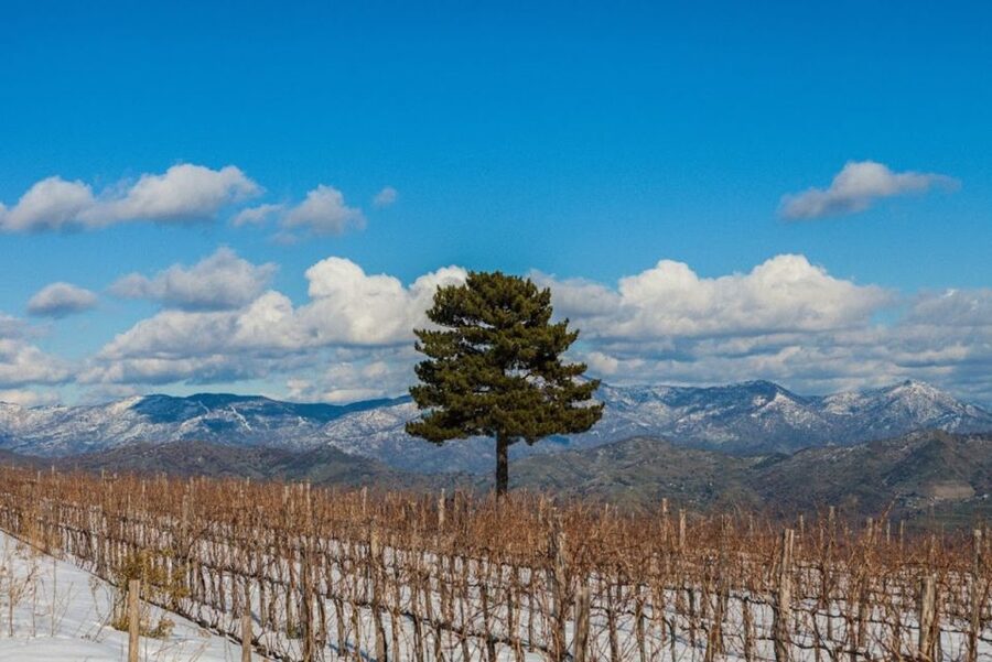 Mount Etna: Winery Tour and Tasting - What makes Etna wine worth tasting here