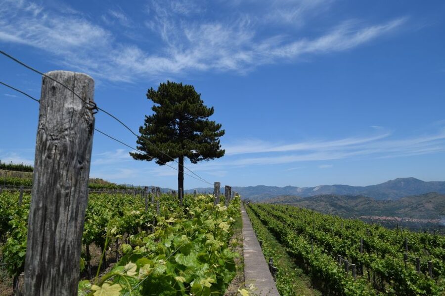 Mount Etna: Winery Tour and Tasting - The welcome toast and the first look at production